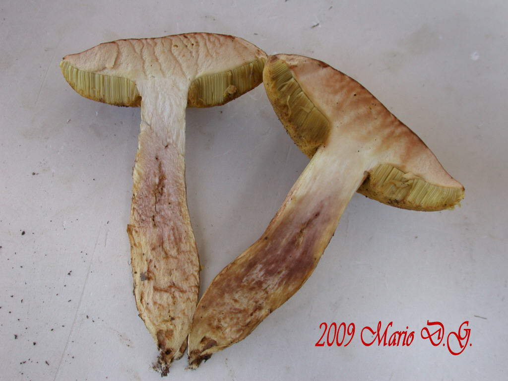 Boletus da determinare >>> n�4